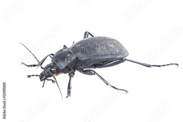 Obraz Black beetle on a white background