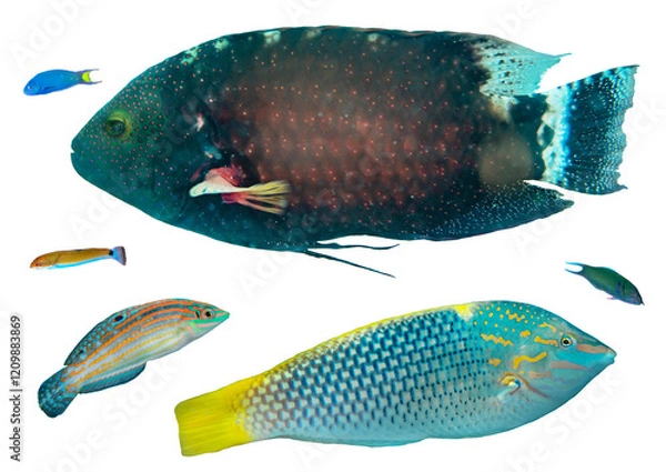 Fototapeta Wrasse Fish Collection: Tropical Species from Worldwide Waters – Isolated PNG with Transparent Background
