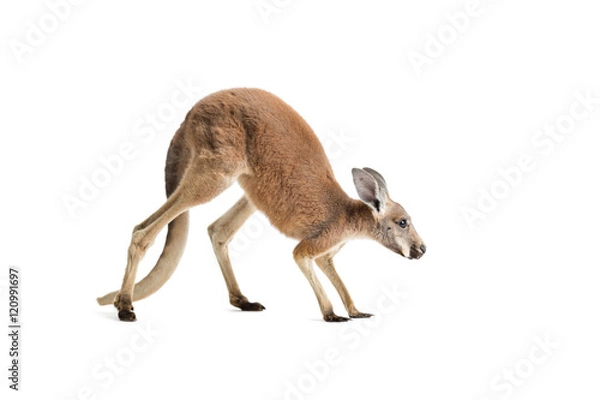 Obraz Red Kangaroo on White