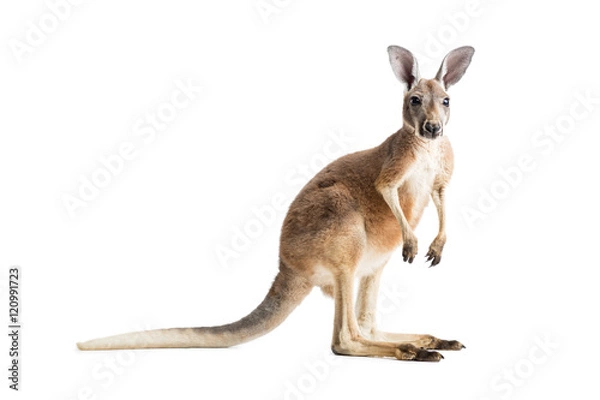 Fototapeta Red Kangaroo on White