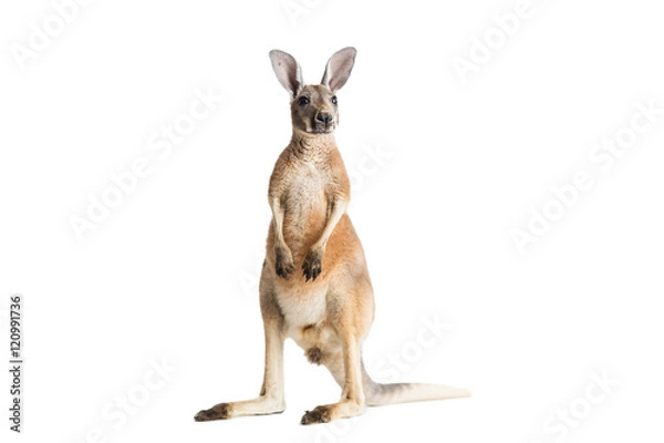 Fototapeta Red Kangaroo on White