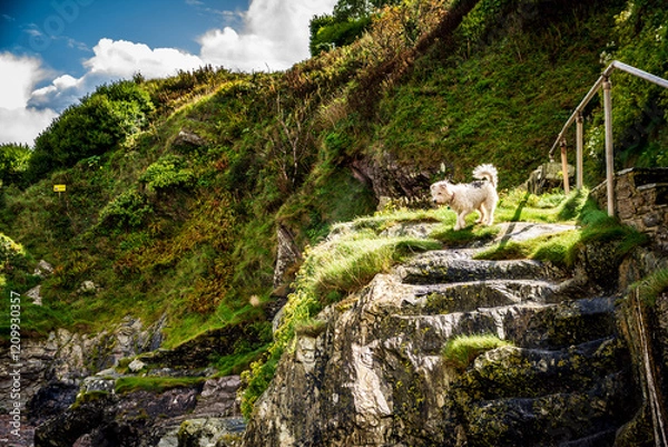 Fototapeta Dog on Cliff Steps, Polperro