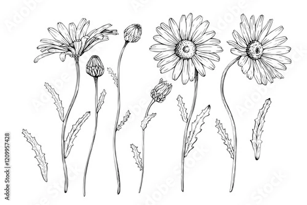 Fototapeta A set of flowering plant daisy blooms, buds and leaves. Hand drawn vector illustration. Sketch painted by black inks. Black line on white isolated background. For clip art greeting card logo package