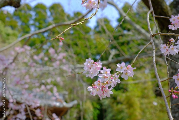 Obraz 日本の春に咲く桜