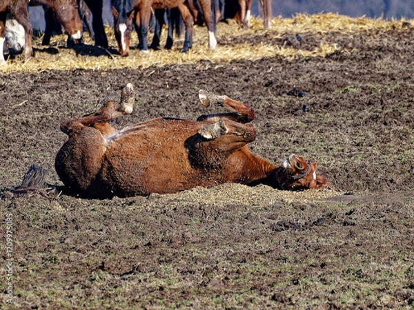 Fototapeta Horse rolling in the mud, other horses in the background.