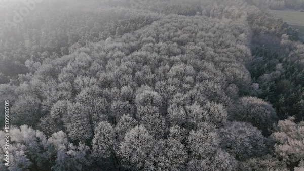 Obraz Wald Winter Vogelperspektive