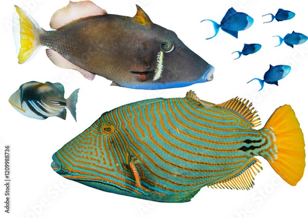 Fototapeta Triggerfish Collection From Waters Around The World – Isolated PNG with Transparent Background