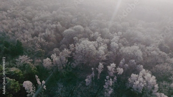 Obraz Wald Winter Vogelperspektive