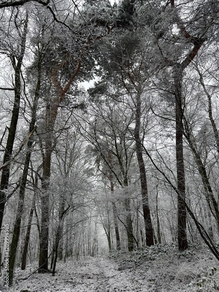Obraz Wald mit Kunstschnee
