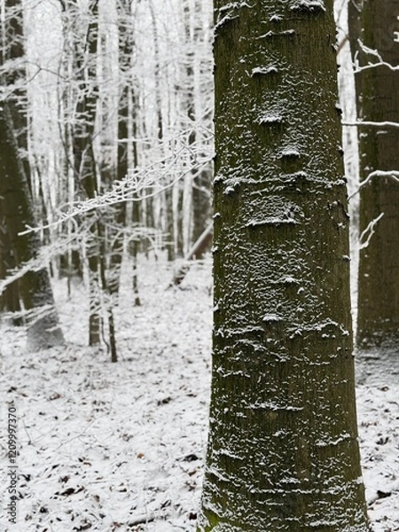 Obraz Wald im Winter