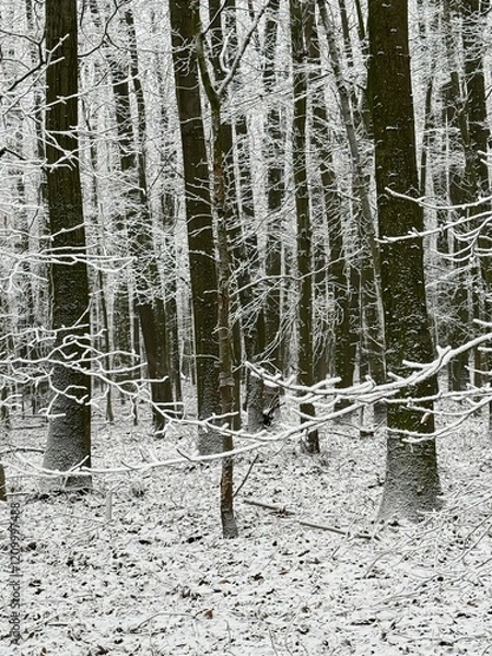 Obraz Wald im Winter