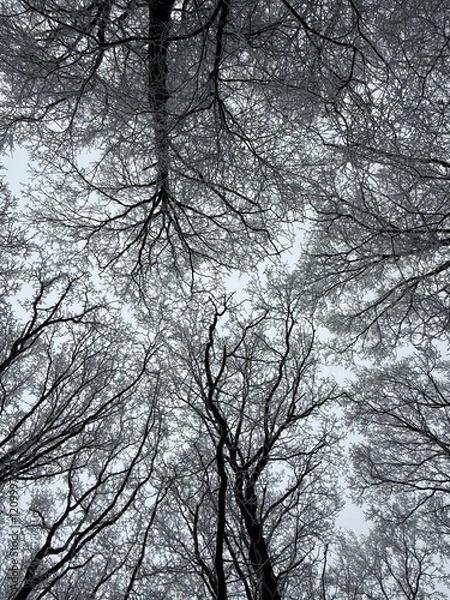 Obraz Wald im Winter