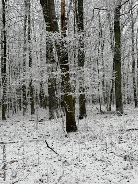 Obraz Wald im Winter