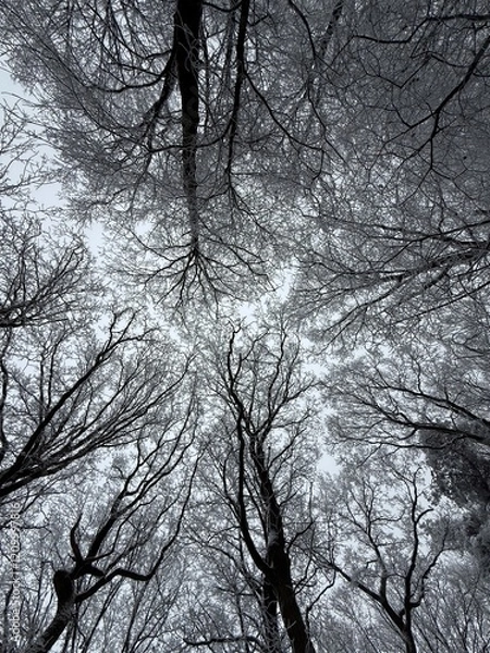 Obraz Wald im Winter