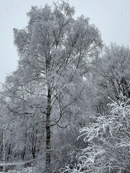 Obraz Wald im Winter