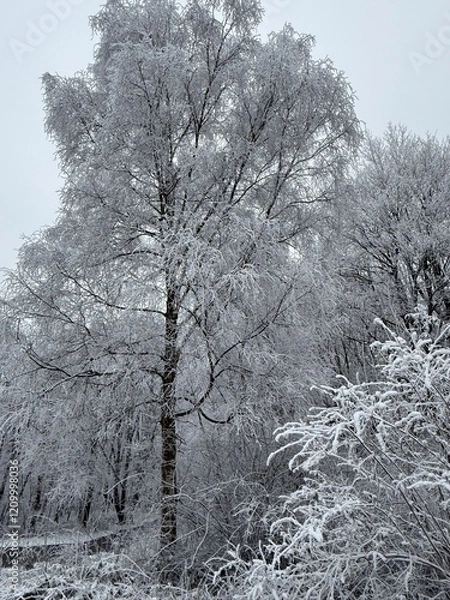 Obraz Wald im Winter