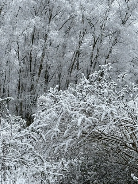 Obraz Wald im Winter