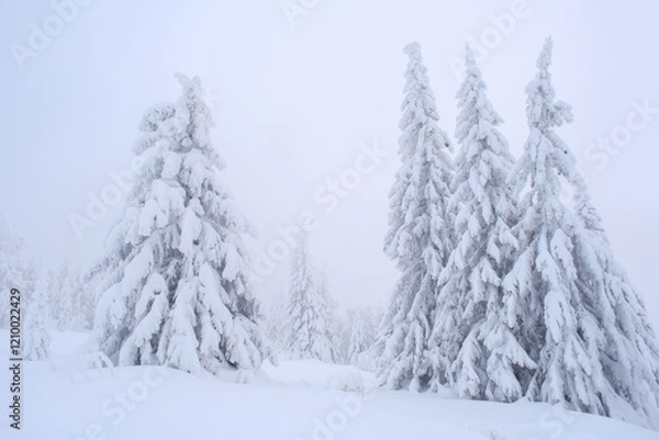 Fototapeta Snow-covered fir trees in the fog in the mountains of the Southern Urals