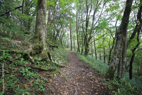 Fototapeta 高知県津野町　四国カルスト　天狗高原セラピーロード
