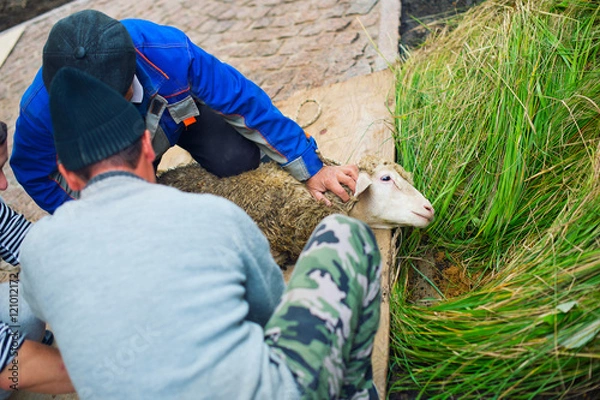Obraz Men ready to kill ritual sheep for muslim religion holiday Eid al-adha