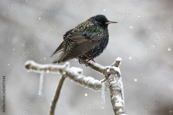 Obraz Starling in snow