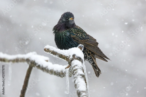 Obraz Starling in snow
