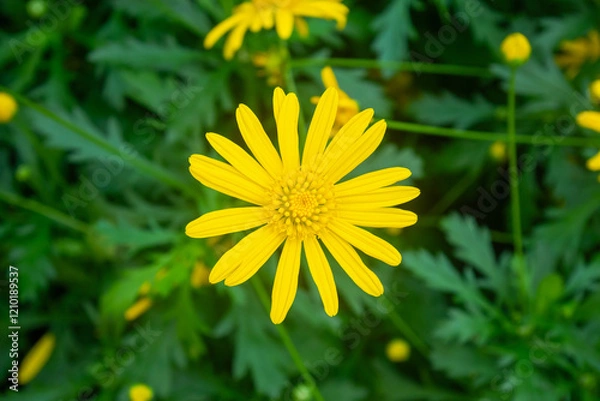 Fototapeta close up of yellow daisy flower in the garden