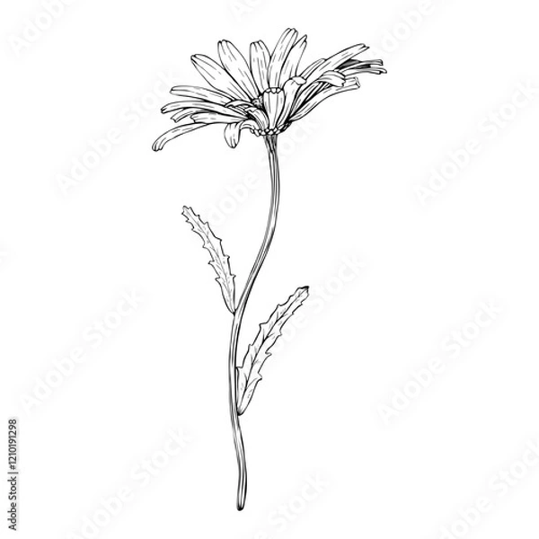 Fototapeta Blooming wildflower daisy, side view. Hand drawn botanical vector illustration. Sketch painted by black inks. Black line on white isolated background. For clip art greeting card logo package