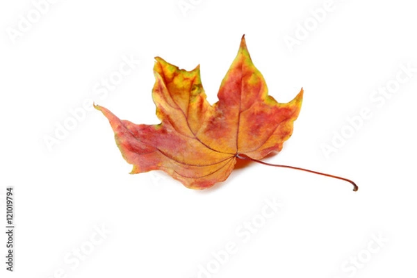 Obraz Autumn leaf isolated on a white