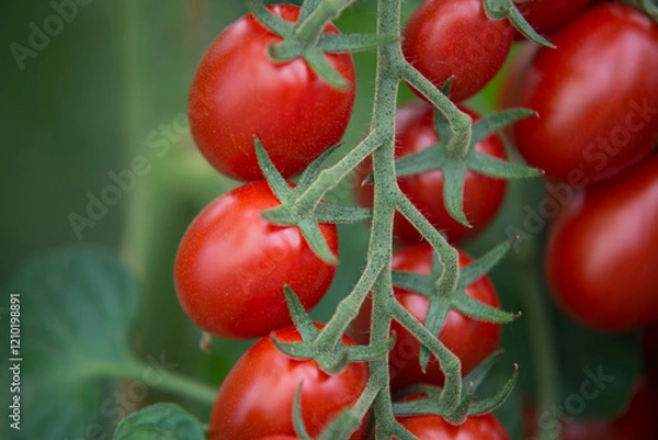 Fototapeta Tomato close up