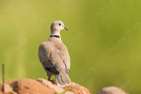 Obraz Eurasian Collared Dove