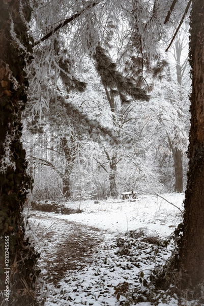 Obraz Snowy road and cold winter landscape - winter snow Fruška Gora Serbia