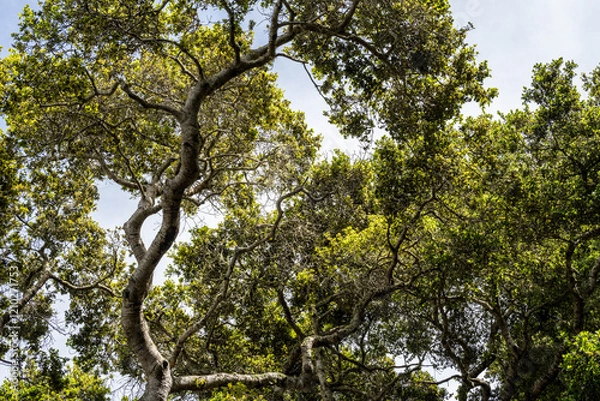 Obraz California Coast Line