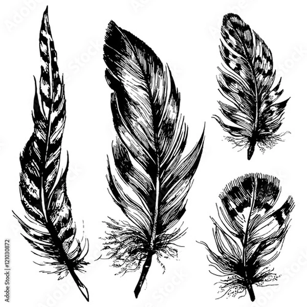 Obraz Hand drawn ink feathers set