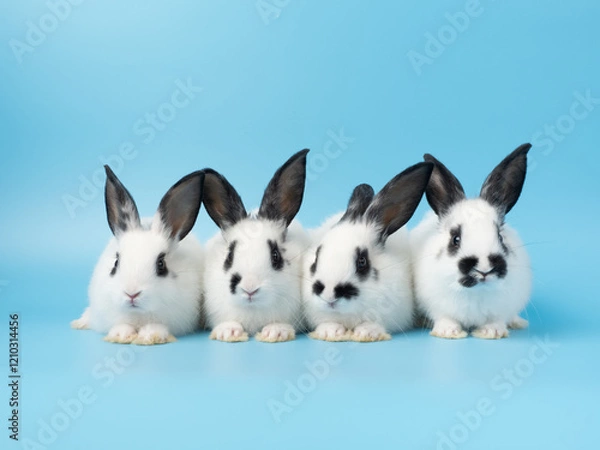 Fototapeta Group of four baby rabbits with white and black fur line up on blue  background.