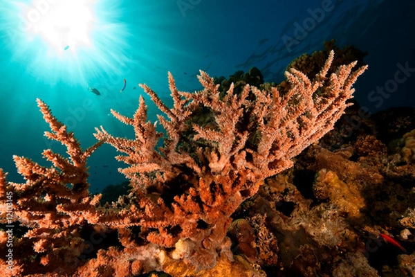 Fototapeta acropora lamarcki