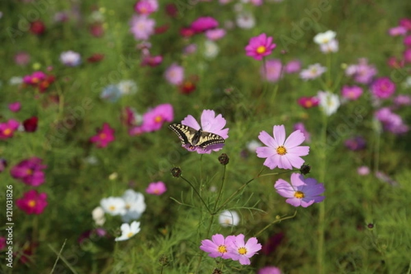 Fototapeta 奈良のコスモス畑