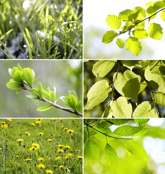 Obraz Beautiful green leaves Collection