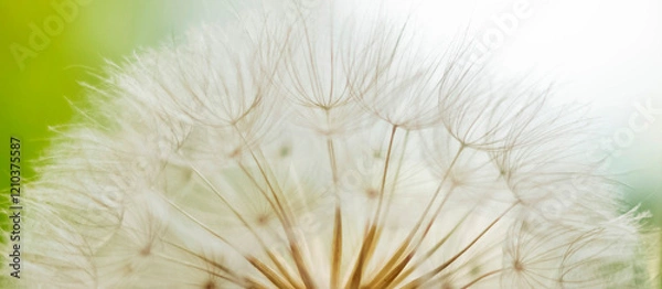 Fototapeta White dandelion seeds close up