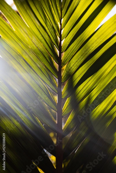 Obraz Sun illuminating green leaf with bright rays from the back as spotted somewhere in a New Zealand forest (South Island, New Zealand)