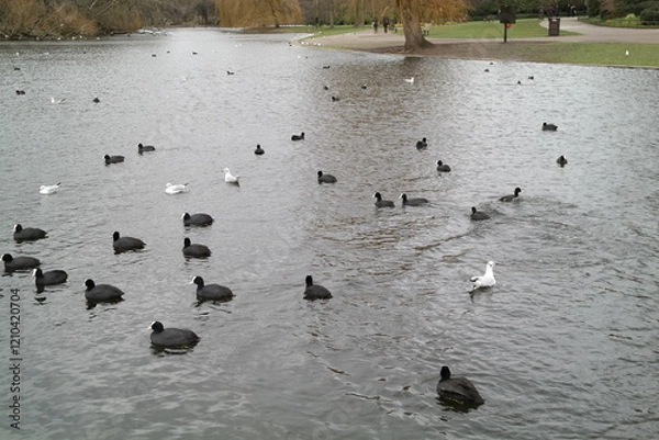 Fototapeta bird in river