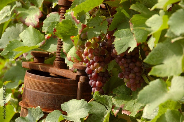 Fototapeta weintrauben