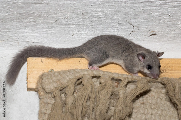 Obraz Siebenschläfer