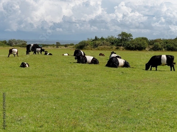 Fototapeta Belted Galloway cattle on a meadow near the Kampen lighthouse, Sylt island