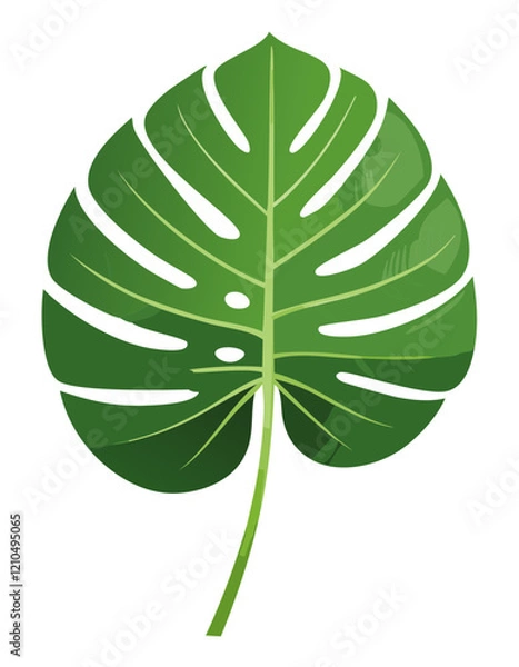 Obraz isolated monstera vector