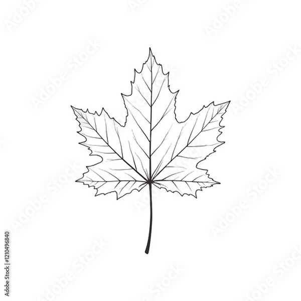 Fototapeta Maple Leaf Outline, Simple Fall Foliage, Black & White, Isolated