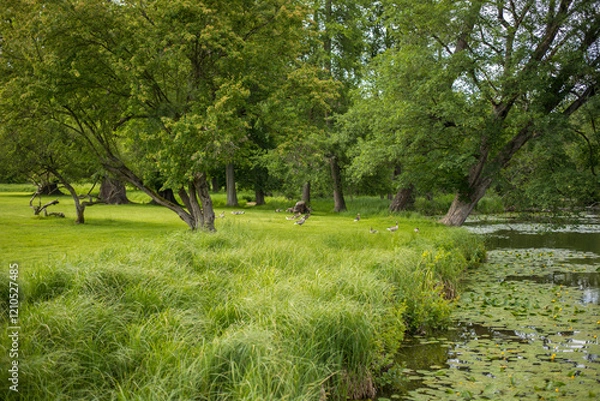 Fototapeta wild ducks in the clean transparent waters of the medieval castle pond covered with water lilies