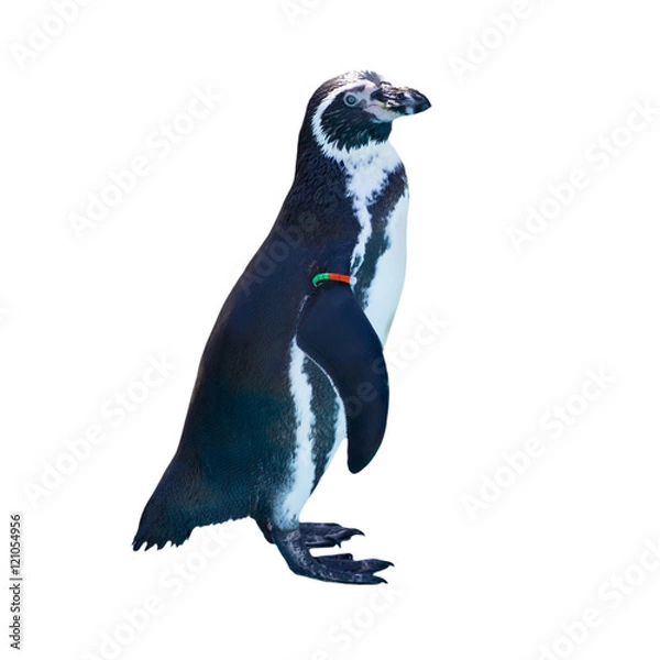 Obraz Manchot de humboldt