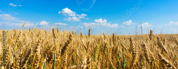Obraz Wheat field panorama