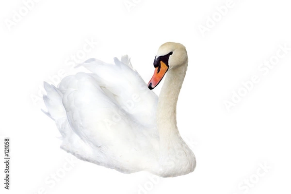 Obraz swan